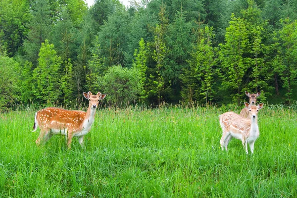 Un groupe de jeunes cerfs en jachère — Photo