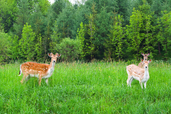A group of young fallow deer