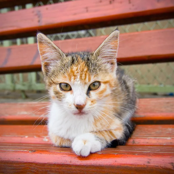 Mały kotek na ławce — Zdjęcie stockowe