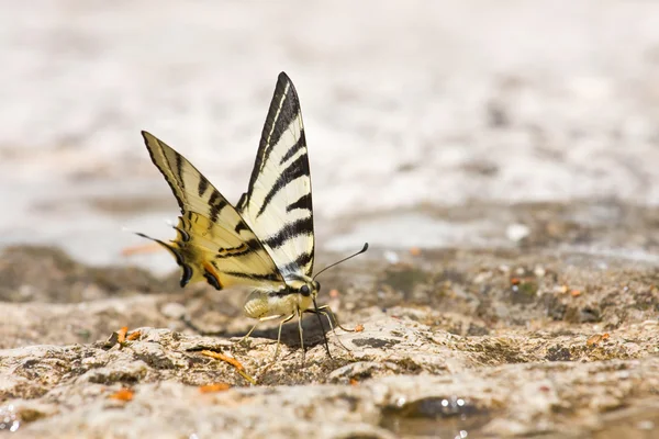 Motýl otakárek (Papilio machaon) — Stock fotografie