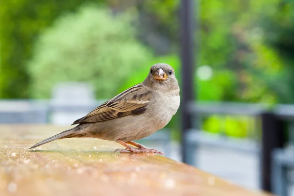 Sparrow sitting on a table, begging bird — Stock Photo, Image