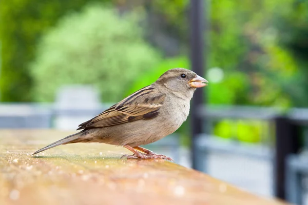 Sparrow sitting on a table, begging bird — Stock Photo, Image