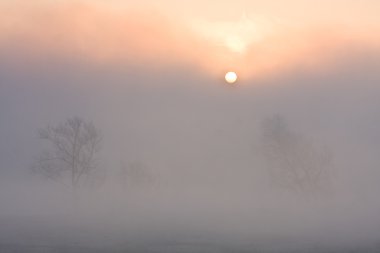 Günbatımında güneş ve sis ile çayır'ın yalnız ağaçta