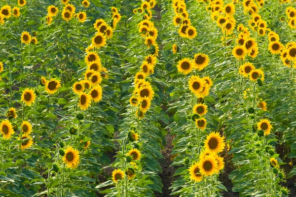 Campo di girasole — Foto Stock