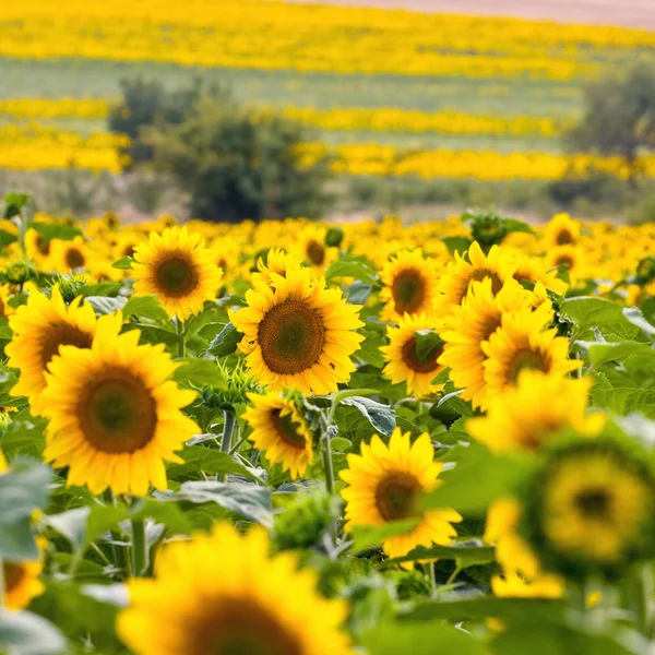 Solros fält. — Stockfoto