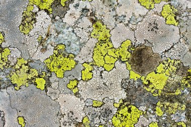 arka plan olarak liken