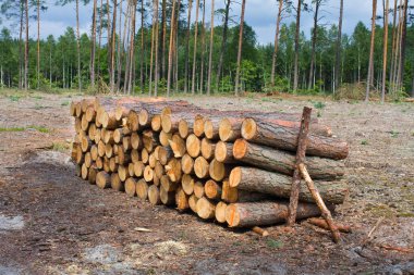 Kışa hazır odun yığını