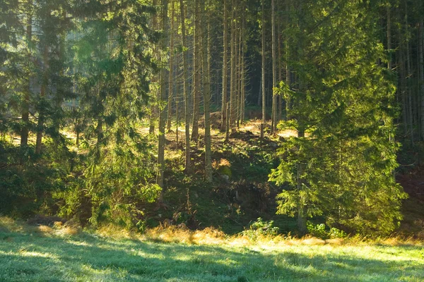 Morgonsolen balkar i skogen — Stockfoto