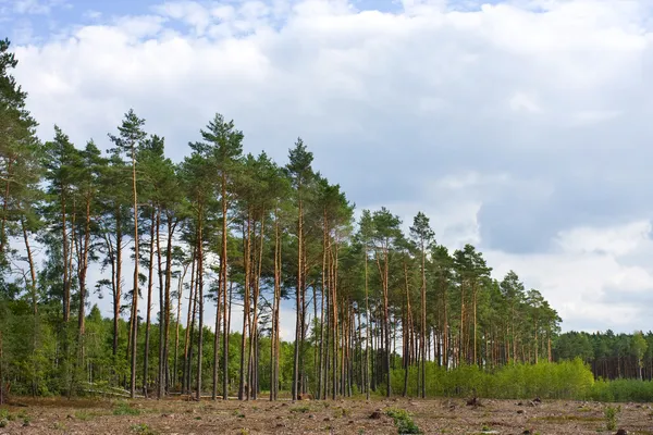 Foresta di pini. Polonia — Foto Stock