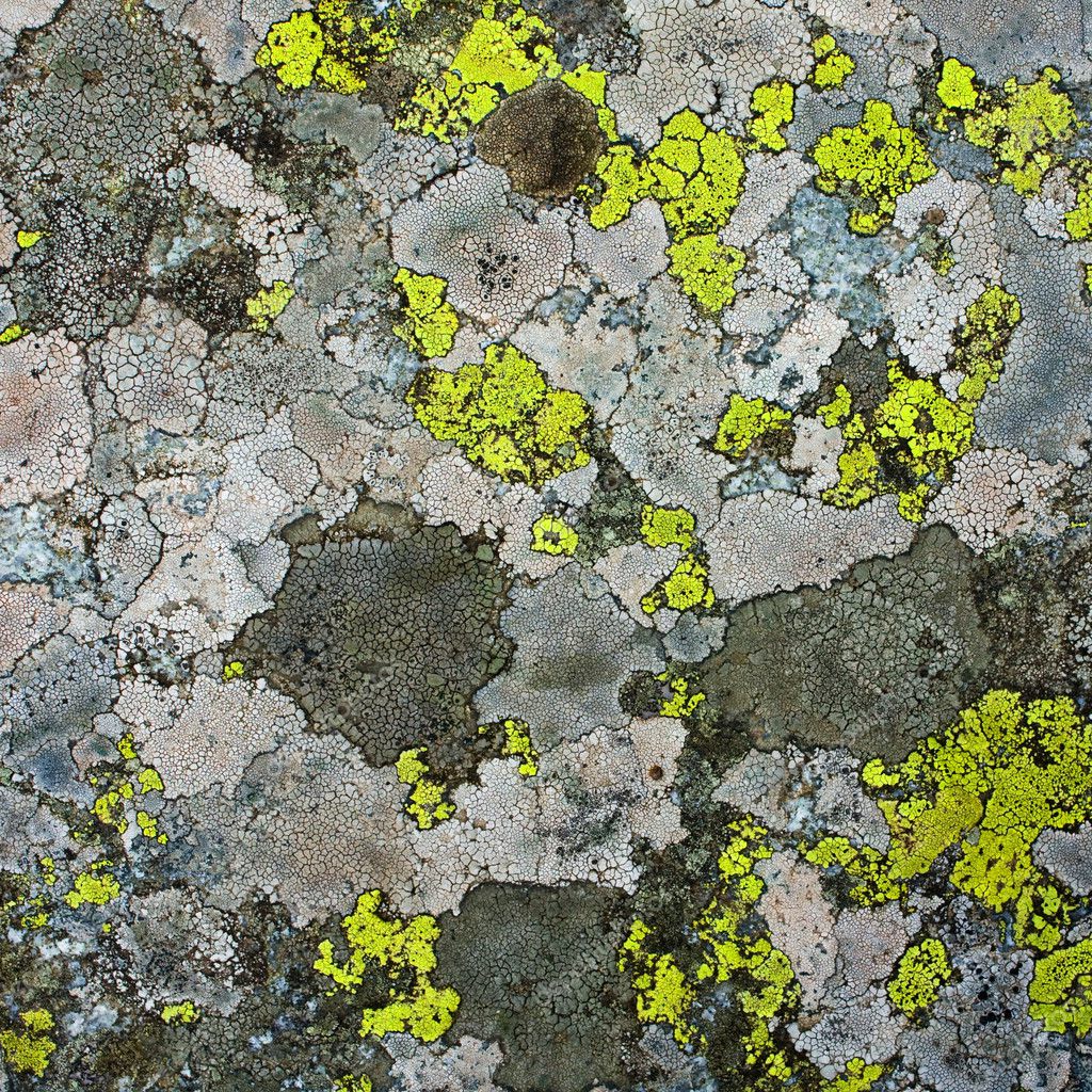Lichens as background Stock Photo by ©wujekspeed 30788093