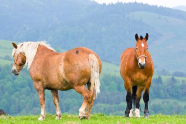 Yaz otlağında atlar