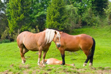 Yaz otlağında atlar