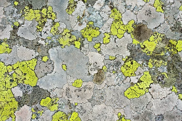 Lichens as background — Stock Photo, Image