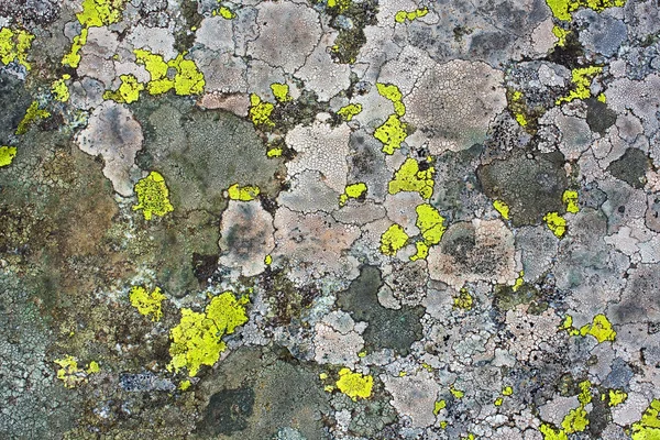 Lichens as background — Stock Photo, Image