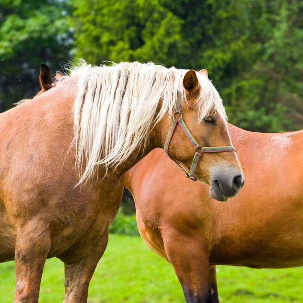Retrato de cavalo em um pasto de verão — Fotografia de Stock