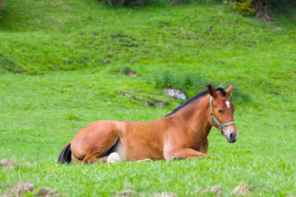 Porträt eines Yoyng-Pferdes auf einer Sommerweide — Stockfoto