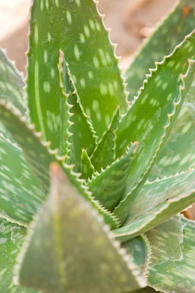 Yucca é um género botânico pertencente à família Agave. — Fotografia de Stock