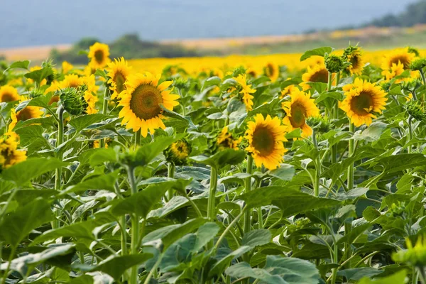 Solsikkeåker . – stockfoto