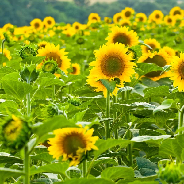 Solsikkeåker . – stockfoto