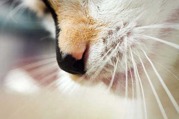 Cat nose — Stock Photo, Image