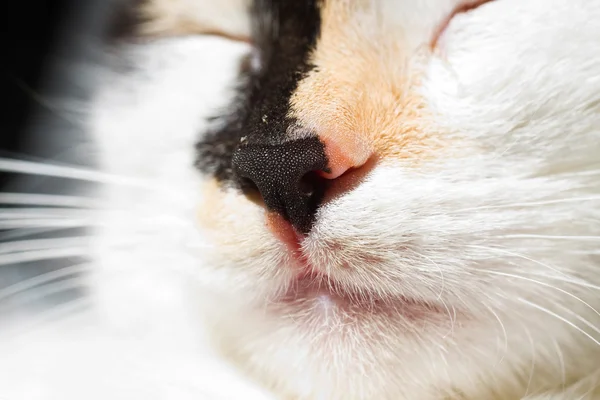 Cat nose — Stock Photo, Image