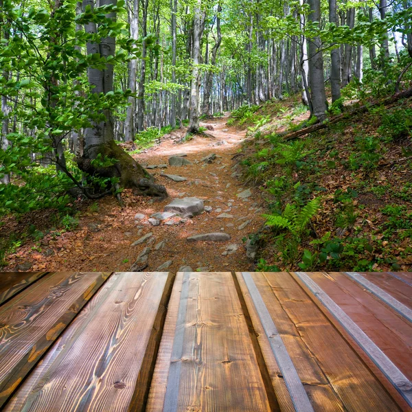 Bella luce del sole nella foresta autunnale e pavimento in assi di legno — Foto Stock