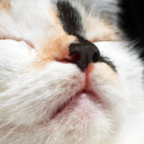 kedi burun