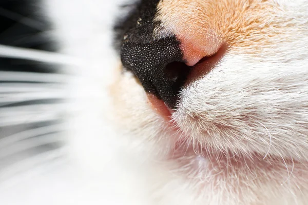 Nos kota — Zdjęcie stockowe