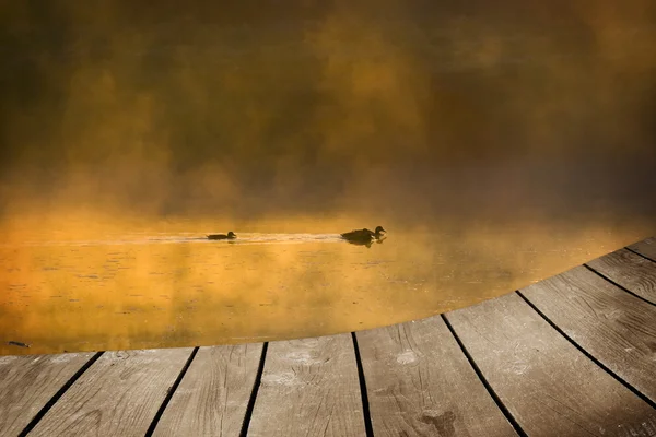 Mallard duck and baby and empty wooden deck table. — Stock Photo, Image