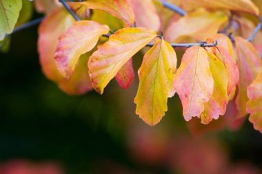 가 단풍. 가 배경