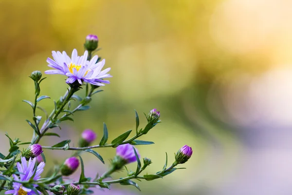 Purple flowers — Stock Photo, Image