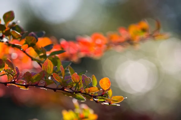 Abstrakter Hintergrund der Herbstblätter. Hintergrund Herbst — Stockfoto