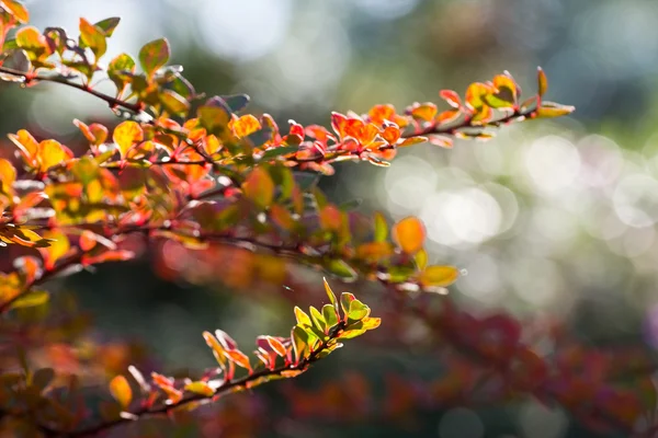 Fondo abstracto de las hojas de otoño. Fondo de otoño — Foto de Stock