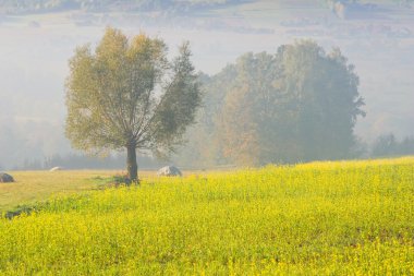 Sisin içinde yalnız bir ağaç manzara