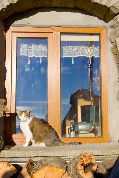 The cat sits at a window — Stock Photo, Image