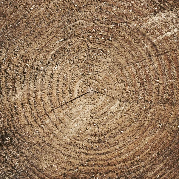 Struttura in legno del tronco d'albero tagliato, primo piano — Foto Stock