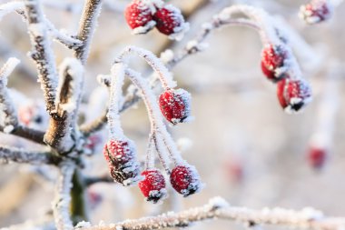hoarfrost ile kaplı donmuş dalları üzerinde kırmızı kış arka plan, çilek