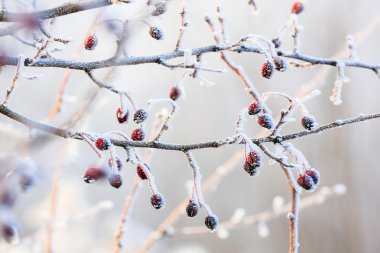 hoarfrost ile kaplı donmuş dalları üzerinde kırmızı kış arka plan, çilek