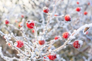 hoarfrost ile kaplı donmuş dalları üzerinde kırmızı kış arka plan, çilek