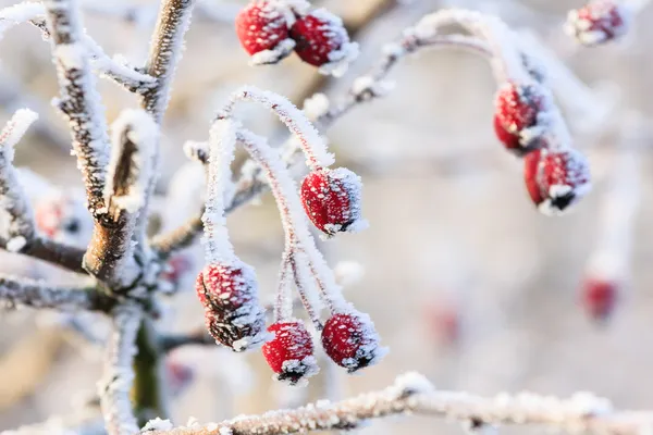 Fondo de invierno, bayas rojas en las ramas congeladas cubiertas de escarcha — Foto de Stock