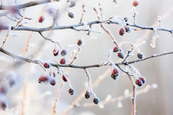 Fundo de inverno, bagas vermelhas nos ramos congelados cobertos de geada — Fotografia de Stock