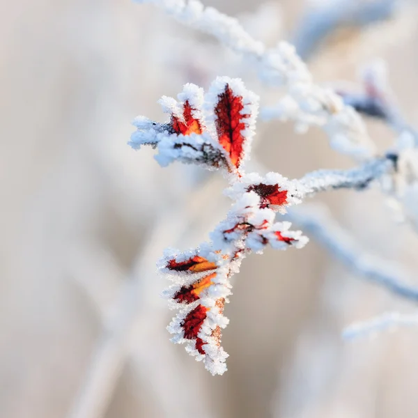 Vintern bakgrund, rimfrost på bladen — Stockfoto