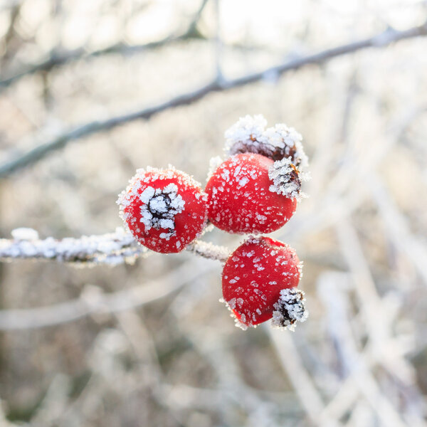 Winter background, red berries on the frozen branches covered with hoarfrost