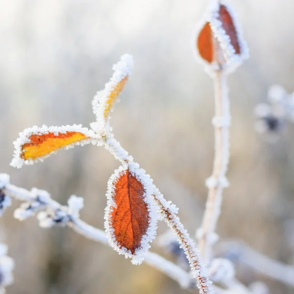 Winterhintergrund, Raureif auf Blättern — Stockfoto