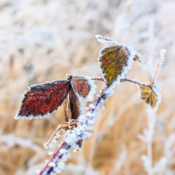 冬の背景、葉の上の霜 — ストック写真