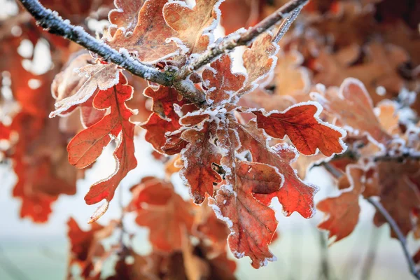 Fondo de invierno, escarcha en las hojas —  Fotos de Stock