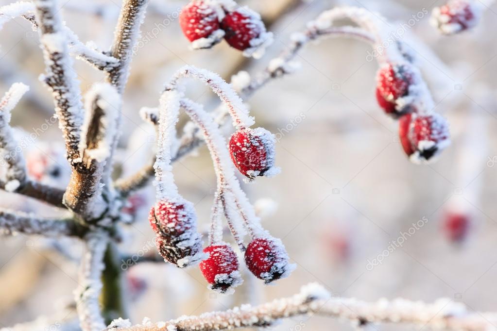 Winter background, red berries on the frozen branches covered with hoarfrost