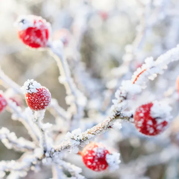 Latar belakang musim dingin, berry merah pada cabang beku tertutup wi — Stok Foto