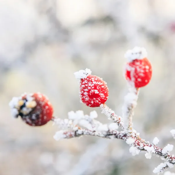 Vintern bakgrund, röda bär på de frusna grenarna täckta wi — Stockfoto