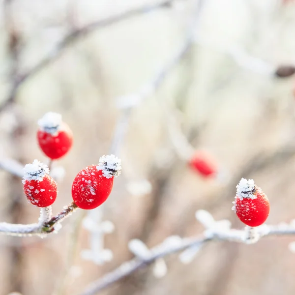 Vintern bakgrund, röda bär på de frusna grenarna täckta wi — Stockfoto